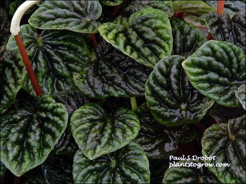 Emerald Ripples rugose leaves.